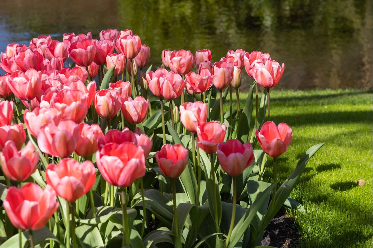 Tulipe 'Pink Impression'